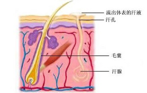 无痛脱毛